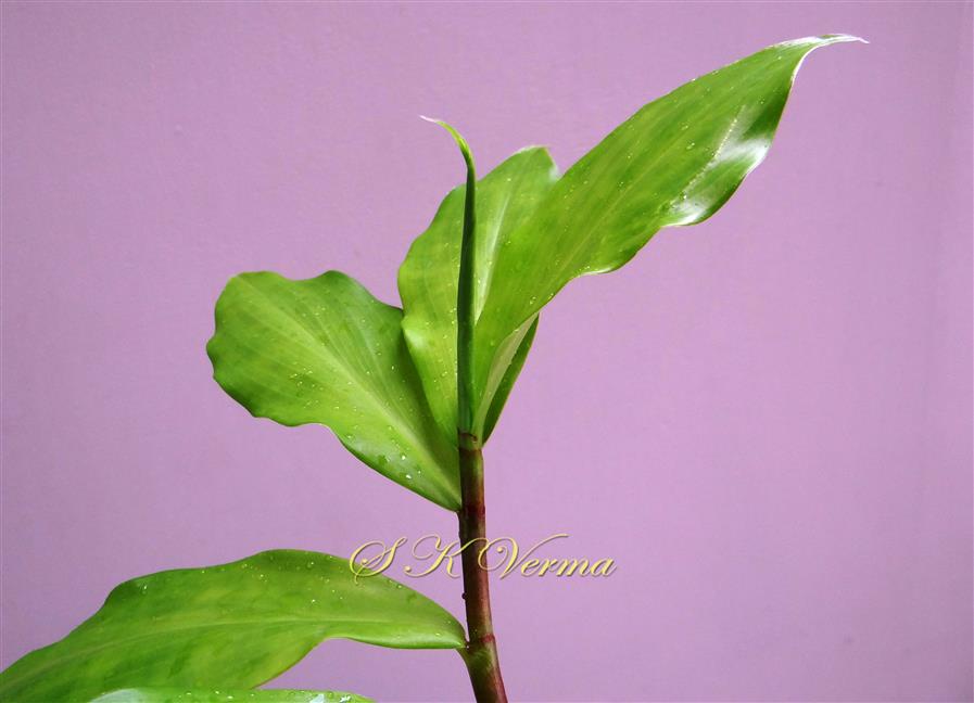Terminal leaf bud longitudinally folded